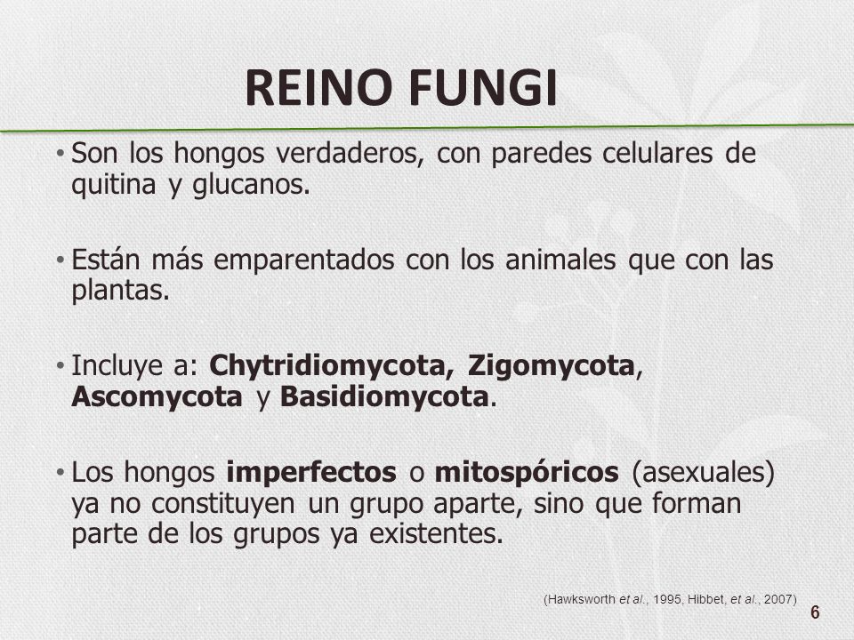 REINO FUNGI Son los hongos verdaderos, con paredes celulares de quitina y glucanos. Están más emparentados con los animales que con las plantas.
