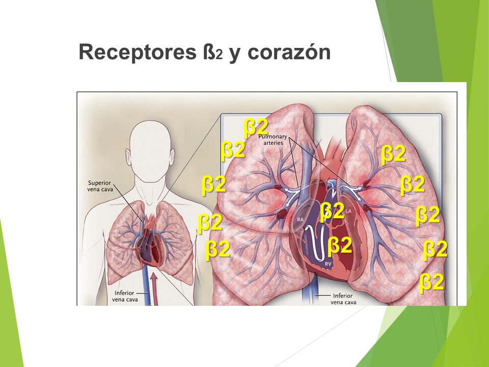 Receptores ß2 y corazón β2 β2 β2 β2 β2 β2 β2 β2 β2 β2 β2 β2