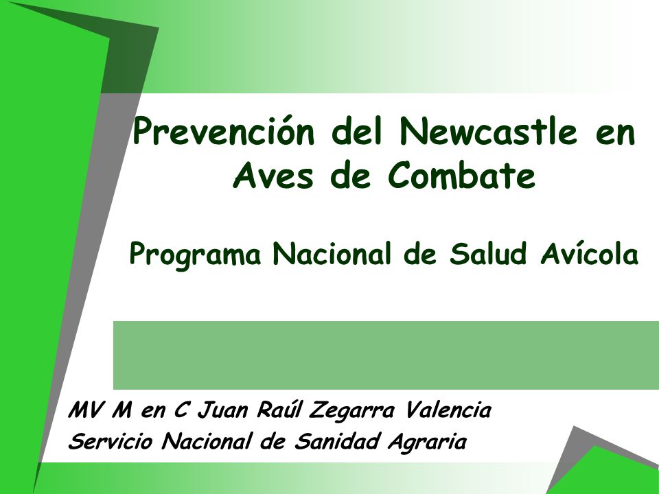 Prevención del Newcastle en Aves de Combate Programa Nacional de Salud Avícola