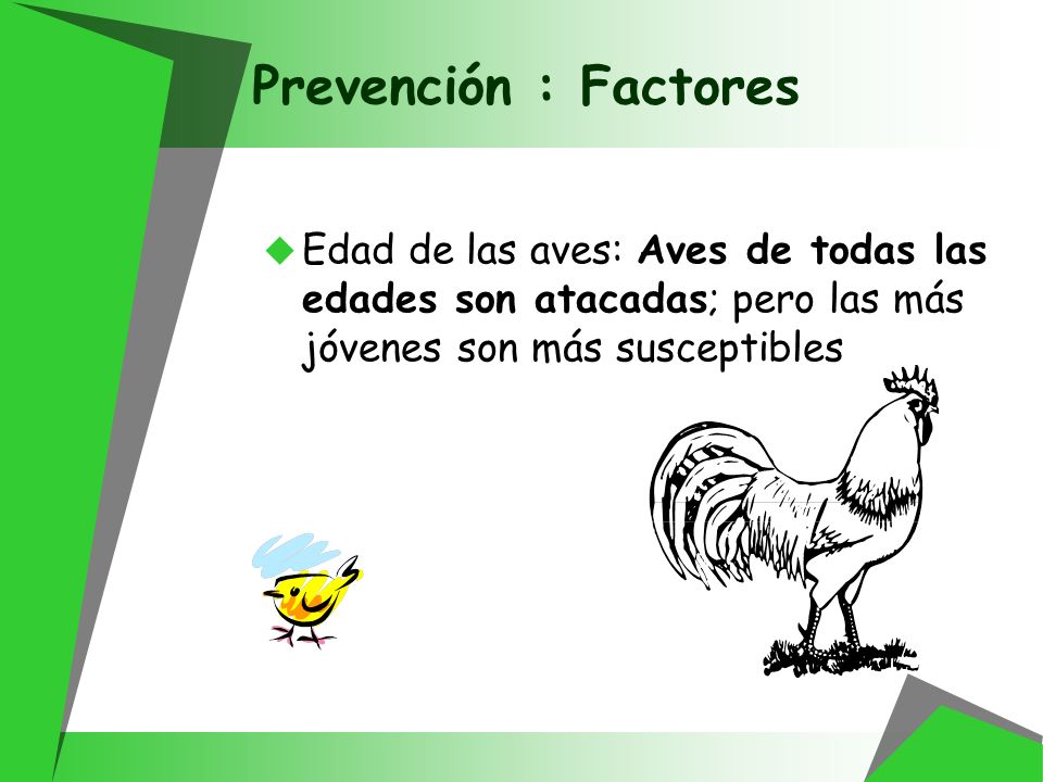 Prevención : Factores Edad de las aves: Aves de todas las edades son atacadas; pero las más jóvenes son más susceptibles.
