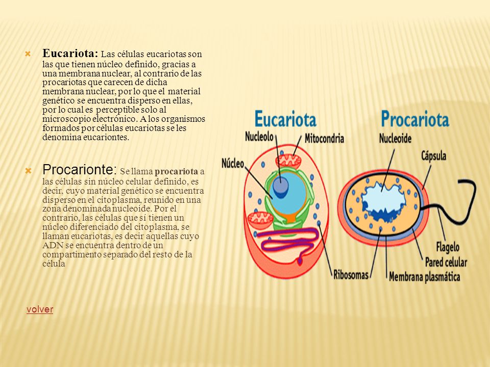Eucariota: Las células eucariotas son las que tienen núcleo definido, gracias a una membrana nuclear, al contrario de las procariotas que carecen de dicha membrana nuclear, por lo que el material genético se encuentra disperso en ellas, por lo cual es perceptible solo al microscopio electrónico. A los organismos formados por células eucariotas se les denomina eucariontes.