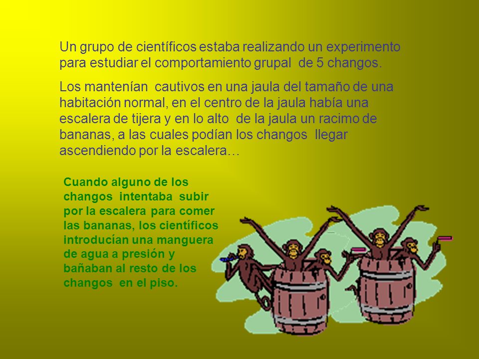 Un grupo de científicos estaba realizando un experimento para estudiar el comportamiento grupal de 5 changos.