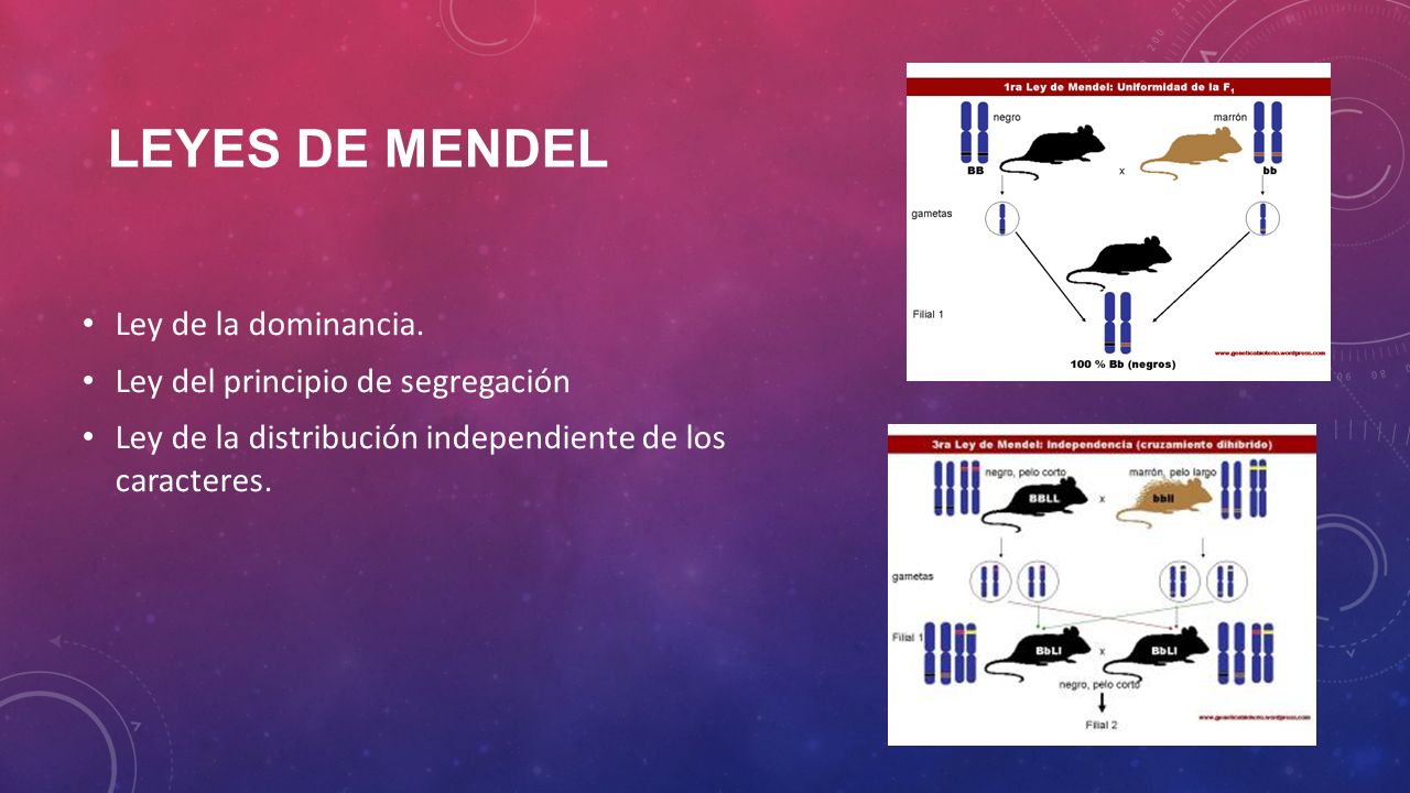 Leyes de Mendel Ley de la dominancia. Ley del principio de segregación