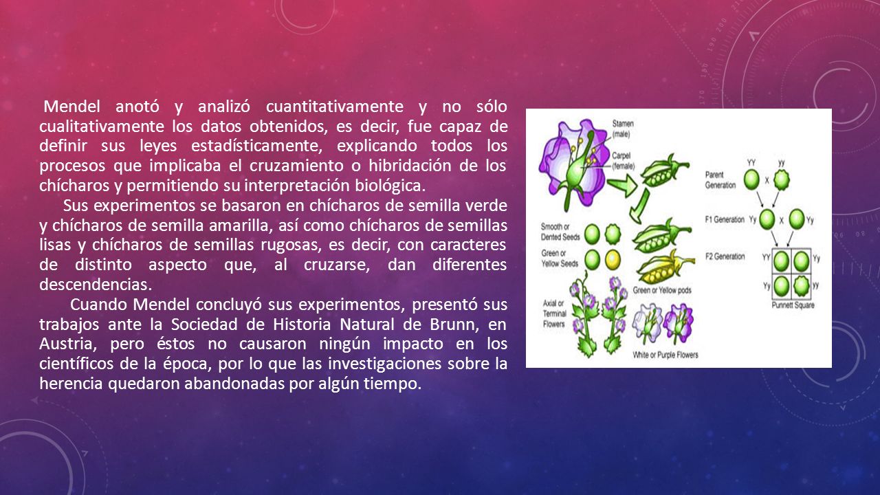 Mendel anotó y analizó cuantitativamente y no sólo cualitativamente los datos obtenidos, es decir, fue capaz de definir sus leyes estadísticamente, explicando todos los procesos que implicaba el cruzamiento o hibridación de los chícharos y permitiendo su interpretación biológica.