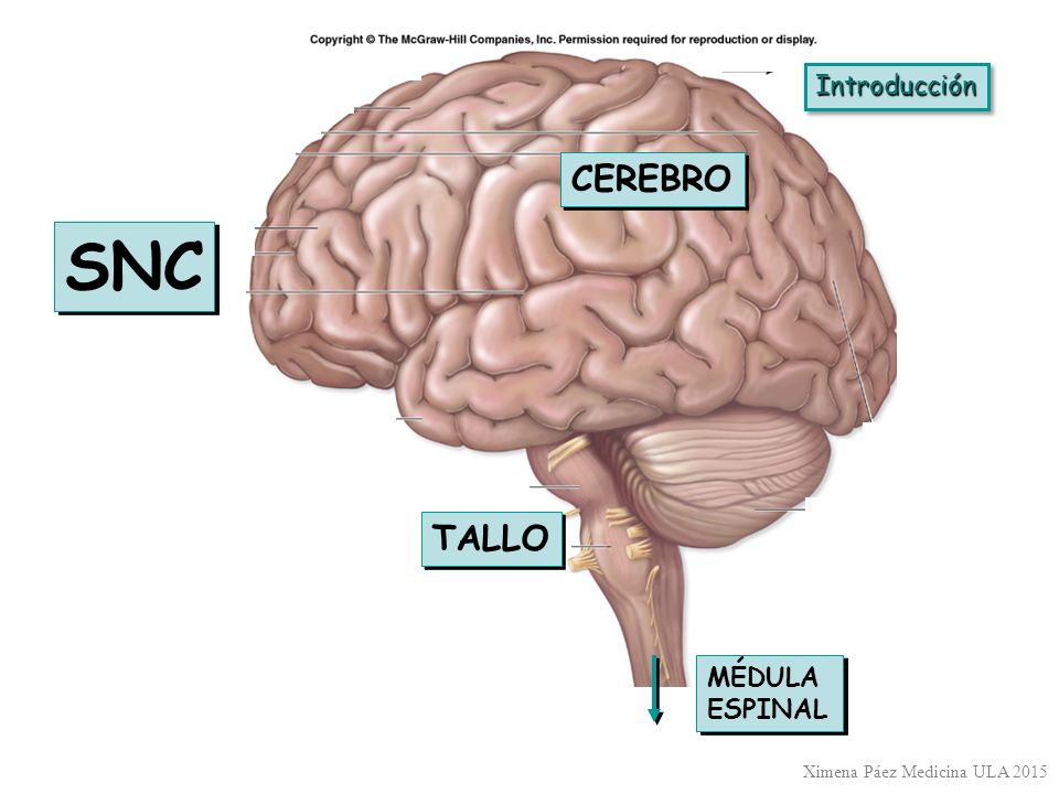 SNC CEREBRO TALLO Introducción MÉDULA ESPINAL