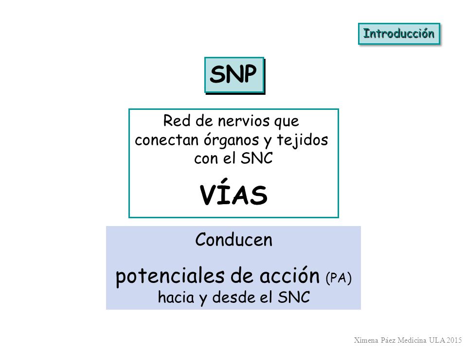VÍAS SNP potenciales de acción (PA) hacia y desde el SNC Conducen