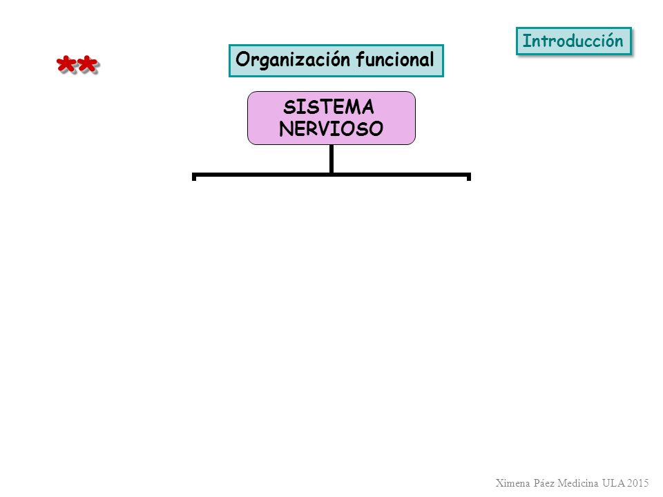 Introducción * * Organización funcional Ximena Páez Medicina ULA 2015