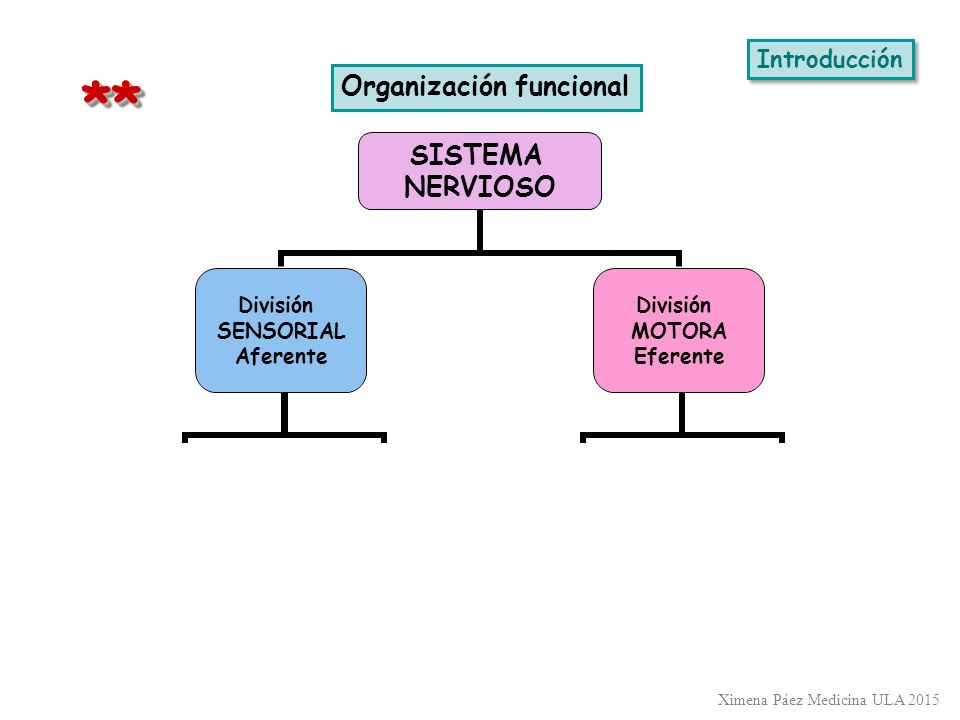 Introducción * * Organización funcional Ximena Páez Medicina ULA 2015