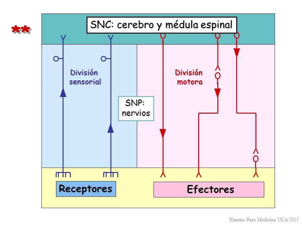 * * SNC: cerebro y médula espinal Receptores Efectores SNP: nervios