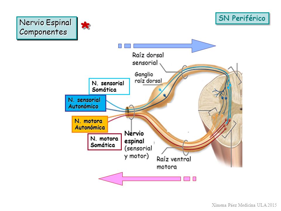 * Nervio Espinal Componentes SN Periférico Raíz dorsal sensorial