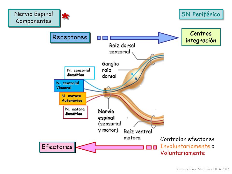 * Receptores Efectores Nervio Espinal SN Periférico Componentes