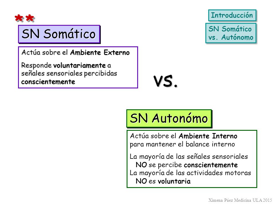vs. * * SN Somático SN Autonómo Introducción SN Somático vs. Autónomo