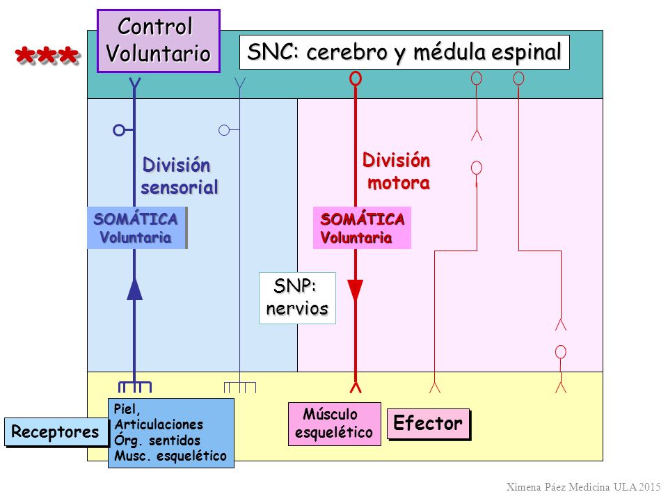 *** Control Voluntario SNC: cerebro y médula espinal División División