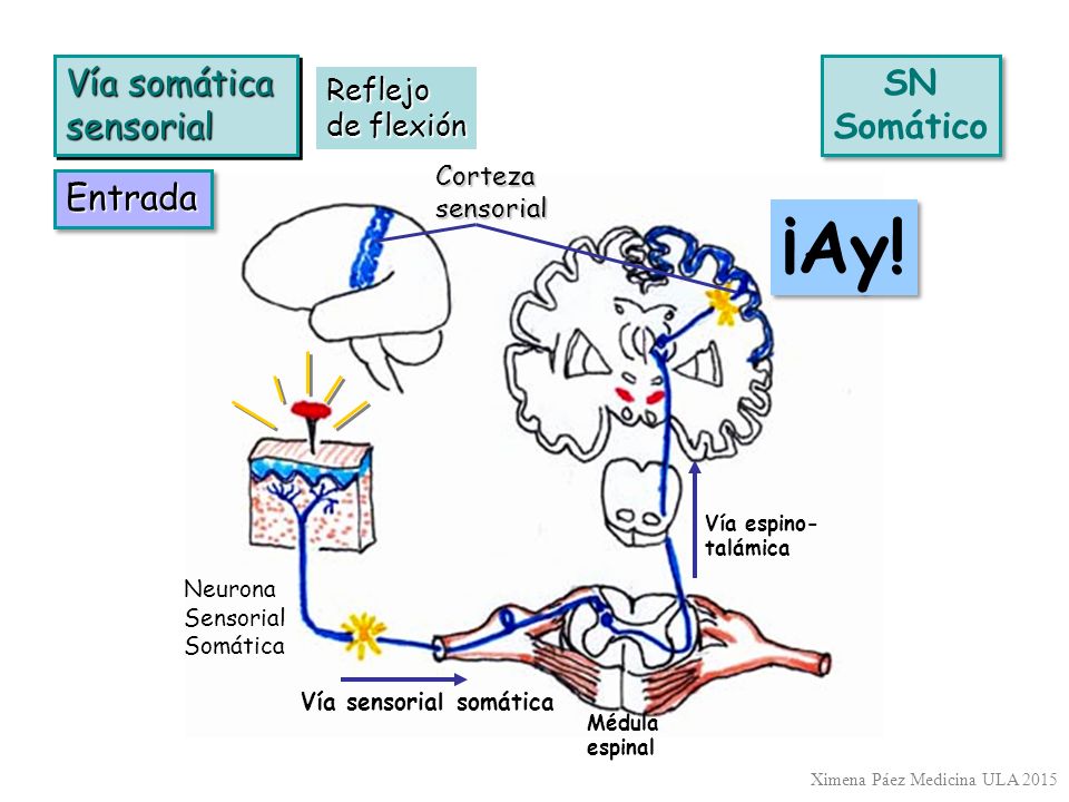 ¡Ay! Vía somática sensorial SN Somático Entrada Reflejo de flexión