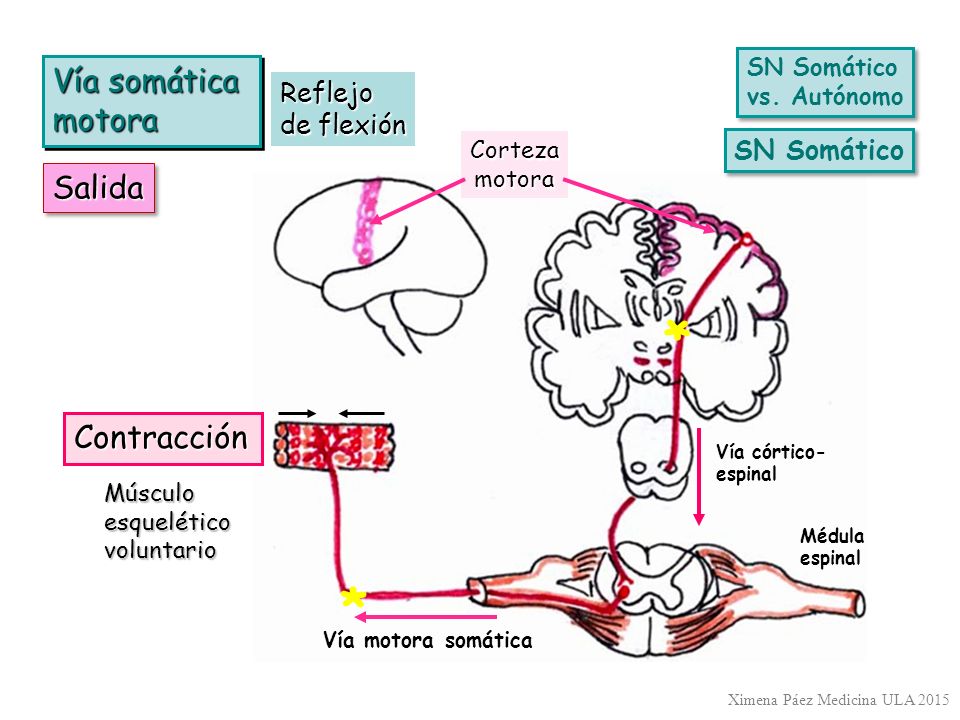 * * Vía somática motora Salida Contracción Reflejo de flexión