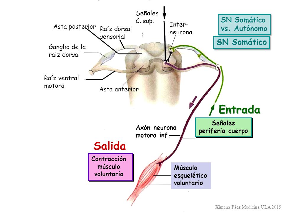Entrada Salida SN Somático SN Somático vs. Autónomo Señales C. sup.