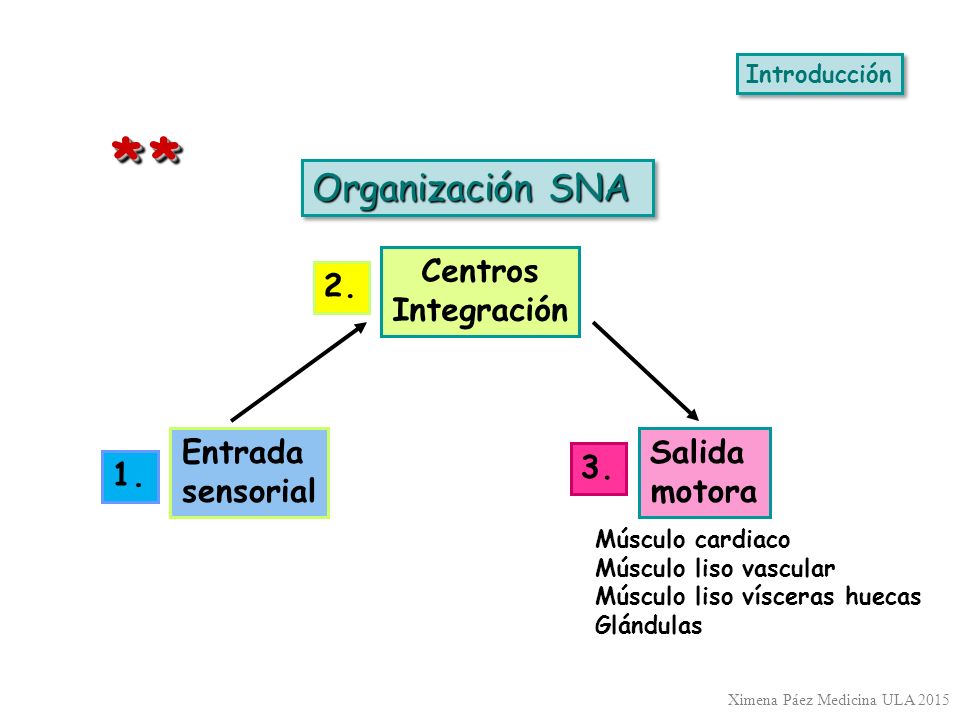 * * Organización SNA Centros Integración 2. Entrada sensorial Salida