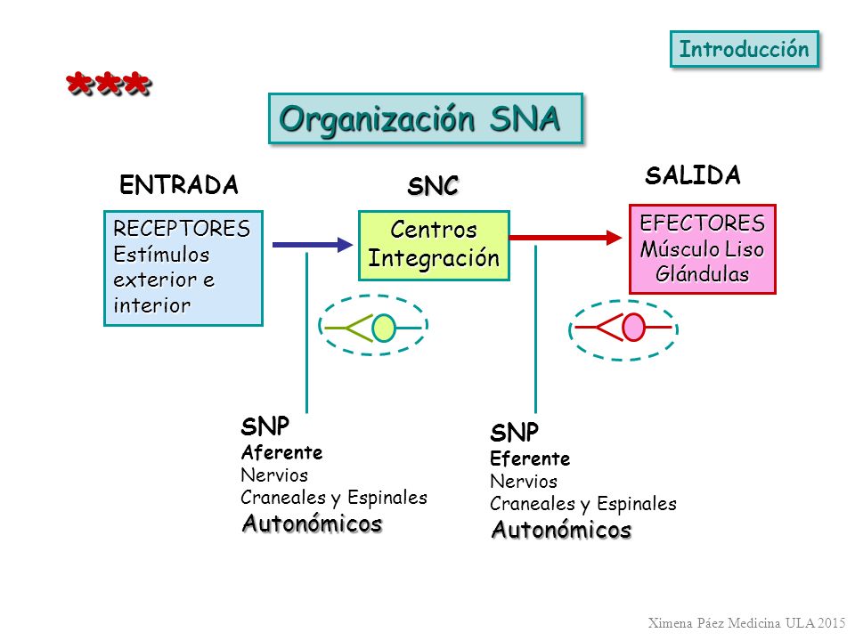 * ** Organización SNA SALIDA ENTRADA SNC Centros Integración SNP SNP