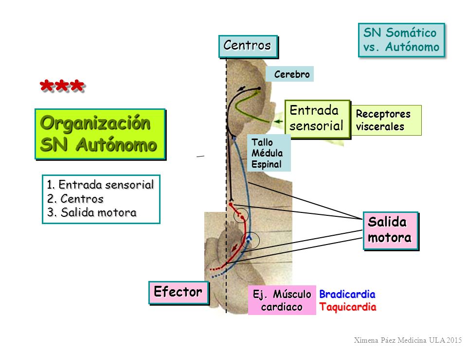 *** Organización SN Autónomo Centros Entrada sensorial Salida motora