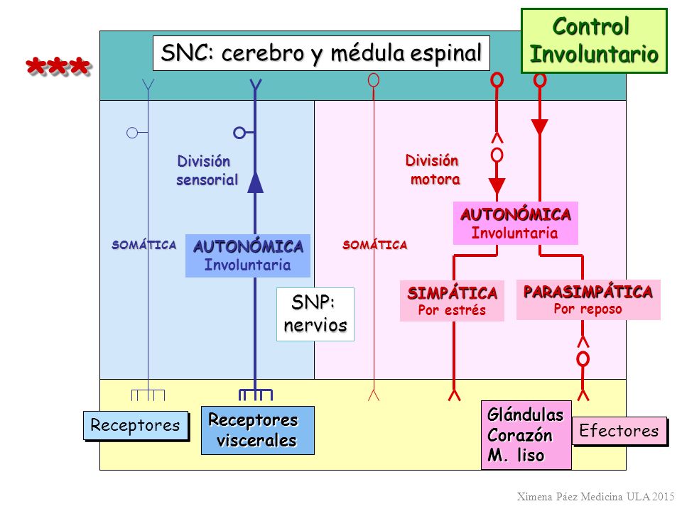 * ** * Control Involuntario SNC: cerebro y médula espinal SNP: nervios