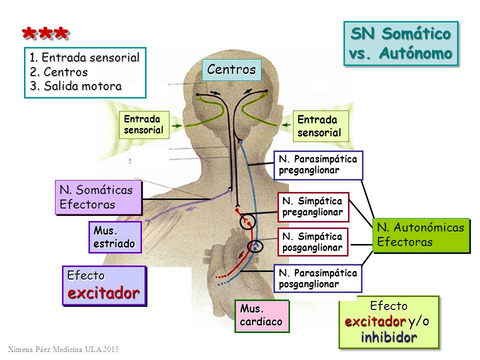 * ** SN Somático vs. Autónomo excitador Centros excitador y/o
