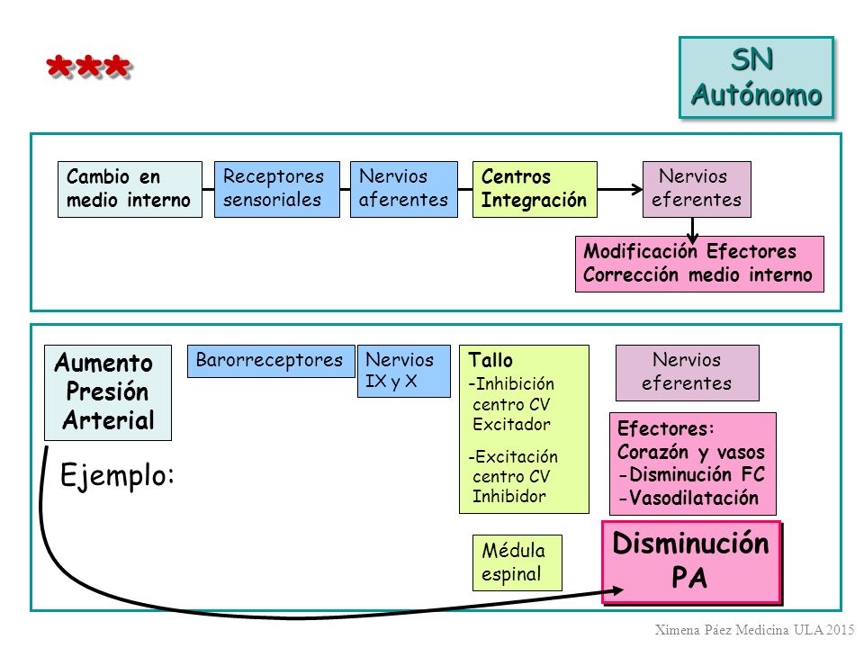 * ** SN Autónomo Ejemplo: Disminución PA Aumento Presión Arterial