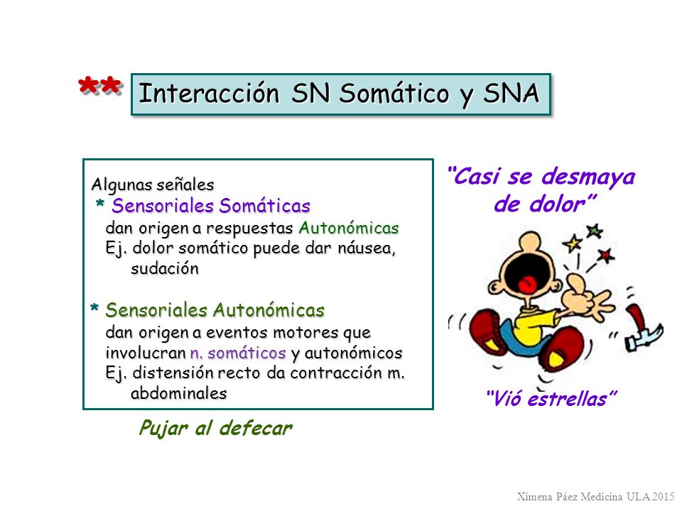 ** Interacción SN Somático y SNA Casi se desmaya de dolor