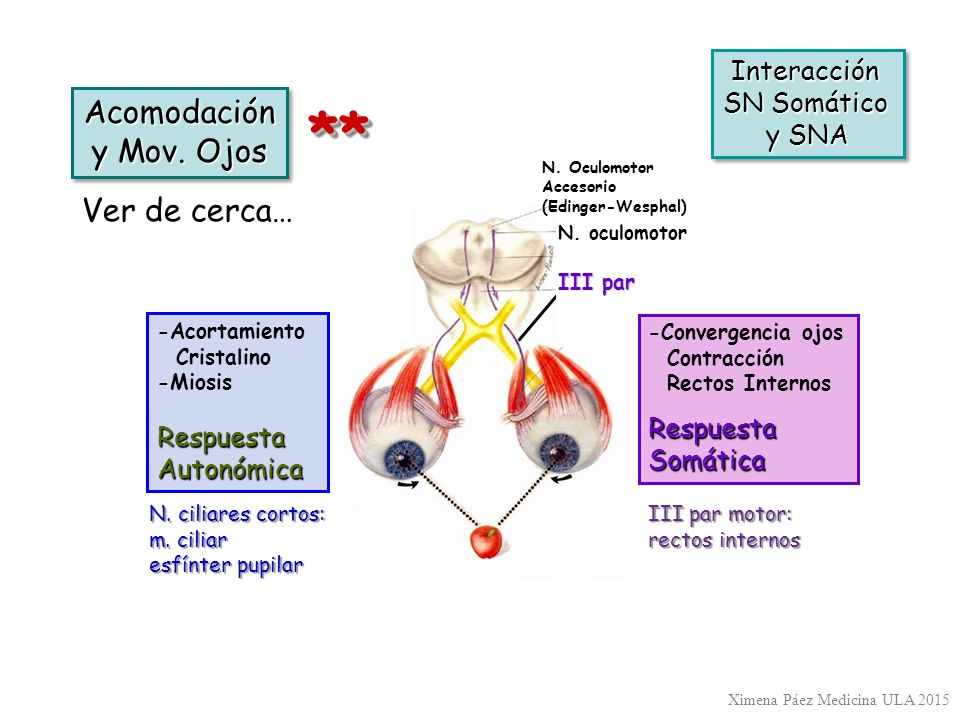 ** Acomodación y Mov. Ojos Ver de cerca… Interacción SN Somático y SNA