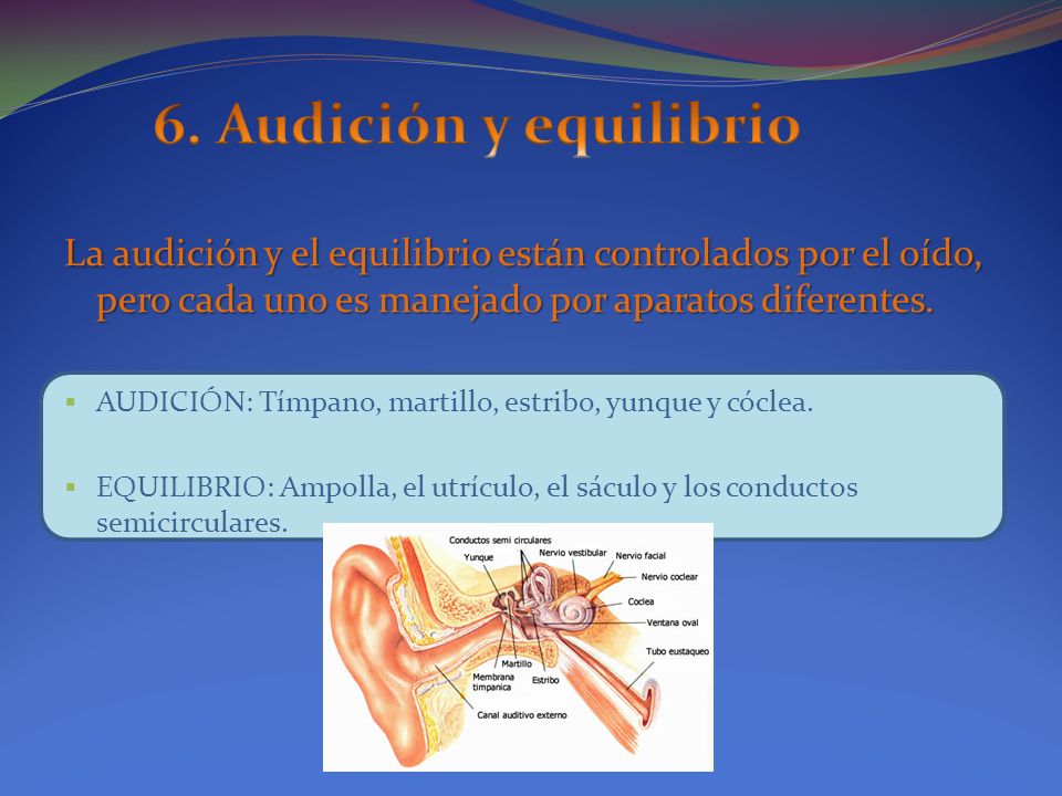 6. Audición y equilibrio La audición y el equilibrio están controlados por el oído, pero cada uno es manejado por aparatos diferentes.