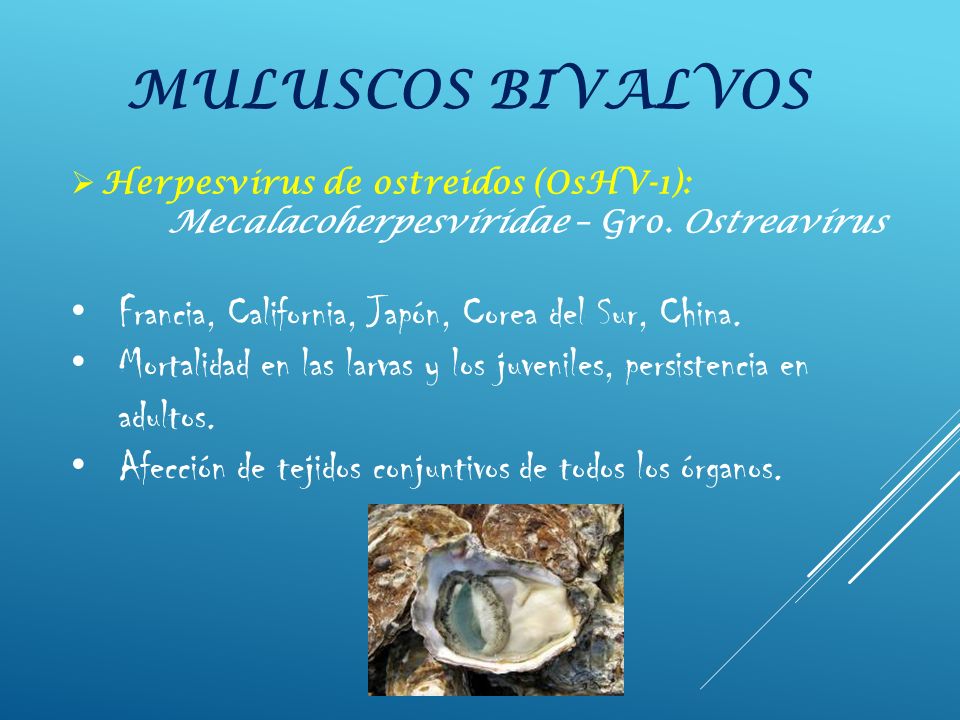 MULUSCOS BIVALVOS Francia, California, Japón, Corea del Sur, China.