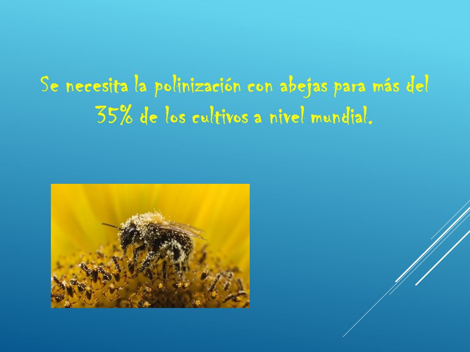 Se necesita la polinización con abejas para más del 35% de los cultivos a nivel mundial.