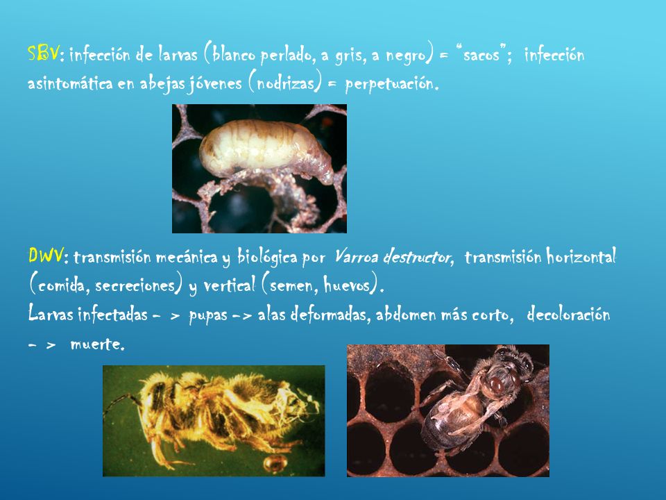 SBV: infección de larvas (blanco perlado, a gris, a negro) = sacos ; infección asintomática en abejas jóvenes (nodrizas) = perpetuación.