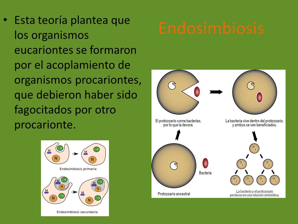 Esta teoría plantea que los organismos eucariontes se formaron por el acoplamiento de organismos procariontes, que debieron haber sido fagocitados por otro procarionte.