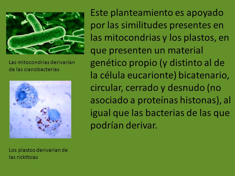 Este planteamiento es apoyado por las similitudes presentes en las mitocondrias y los plastos, en que presenten un material genético propio (y distinto al de la célula eucarionte) bicatenario, circular, cerrado y desnudo (no asociado a proteínas histonas), al igual que las bacterias de las que podrían derivar.