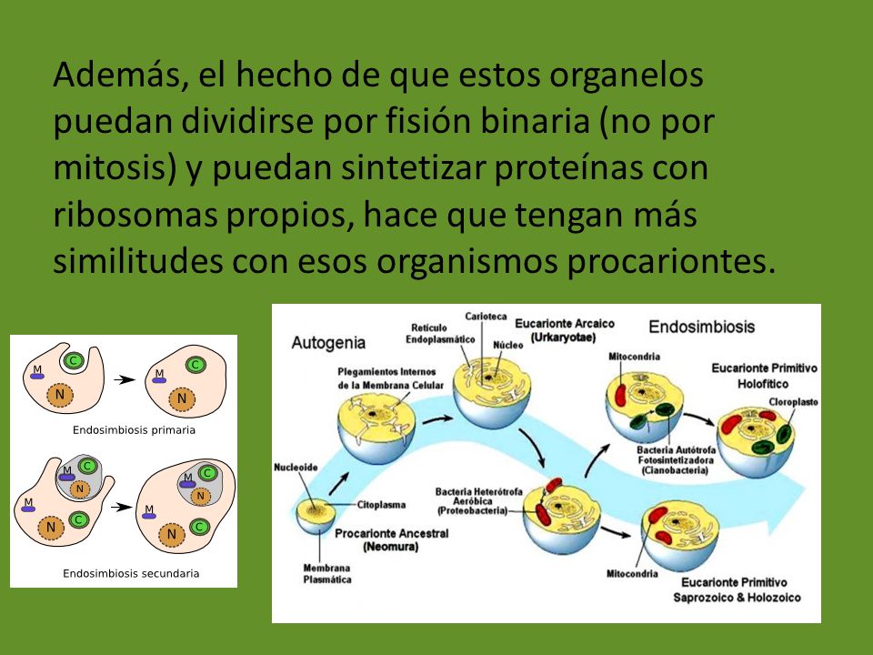 Además, el hecho de que estos organelos puedan dividirse por fisión binaria (no por mitosis) y puedan sintetizar proteínas con ribosomas propios, hace que tengan más similitudes con esos organismos procariontes.