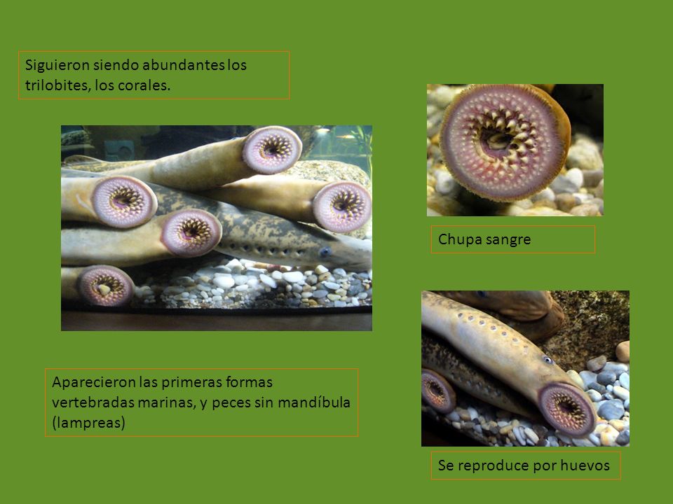 Siguieron siendo abundantes los trilobites, los corales.