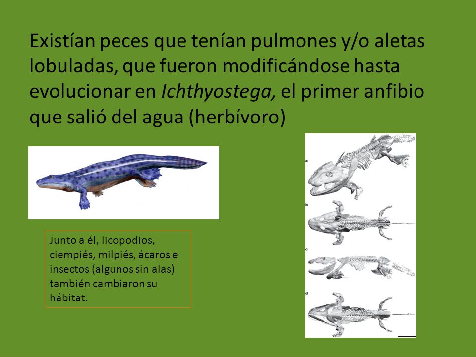 Existían peces que tenían pulmones y/o aletas lobuladas, que fueron modificándose hasta evolucionar en Ichthyostega, el primer anfibio que salió del agua (herbívoro)