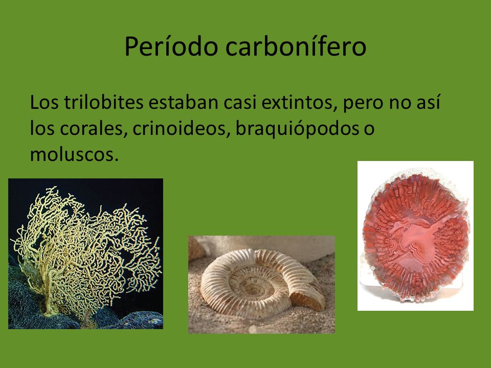 Período carbonífero Los trilobites estaban casi extintos, pero no así los corales, crinoideos, braquiópodos o moluscos.