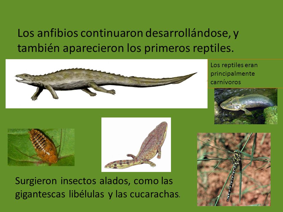 Los anfibios continuaron desarrollándose, y también aparecieron los primeros reptiles.