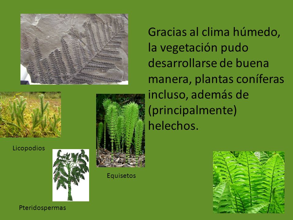 Gracias al clima húmedo, la vegetación pudo desarrollarse de buena manera, plantas coníferas incluso, además de (principalmente) helechos.