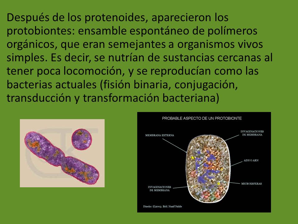 Después de los protenoides, aparecieron los protobiontes: ensamble espontáneo de polímeros orgánicos, que eran semejantes a organismos vivos simples.