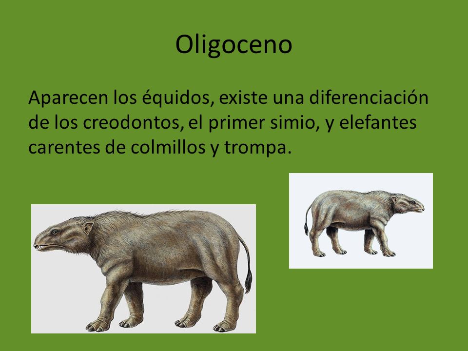 Oligoceno Aparecen los équidos, existe una diferenciación de los creodontos, el primer simio, y elefantes carentes de colmillos y trompa.