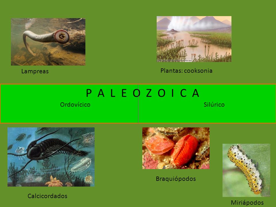 P A L E O Z O I C A Lampreas Plantas: cooksonia Ordovícico Silúrico