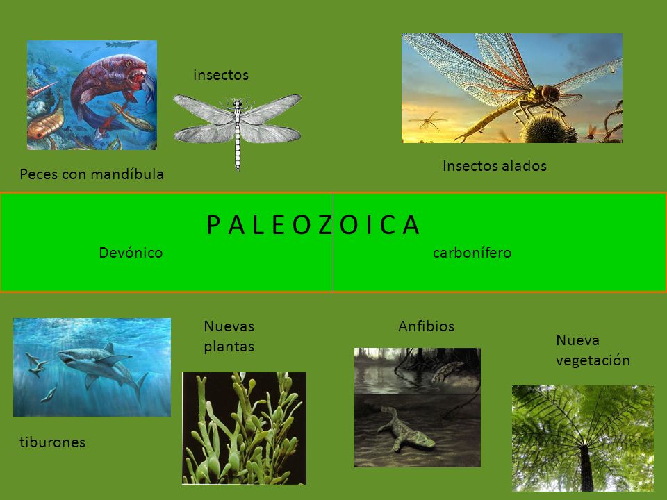 P A L E O Z O I C A insectos Insectos alados Peces con mandíbula