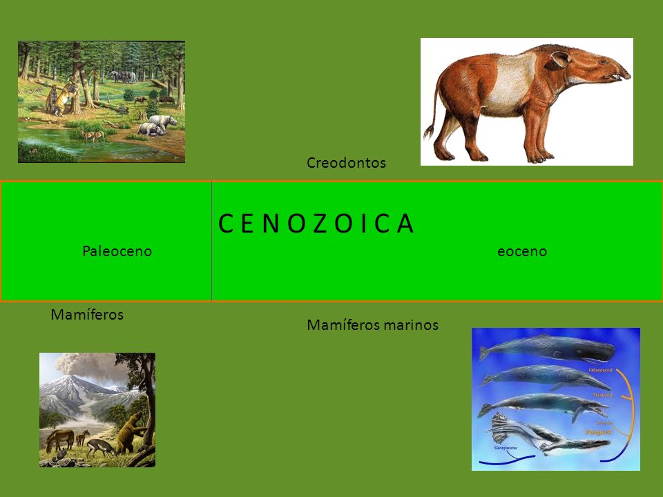 C E N O Z O I C A Creodontos Paleoceno eoceno Mamíferos