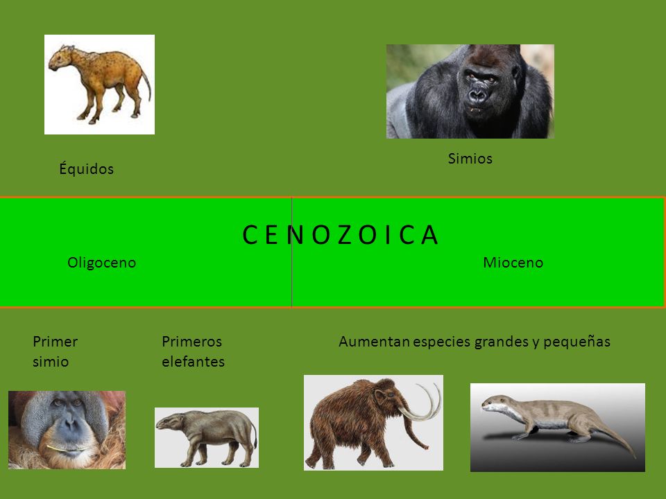 C E N O Z O I C A Simios Équidos Oligoceno Mioceno Primer simio