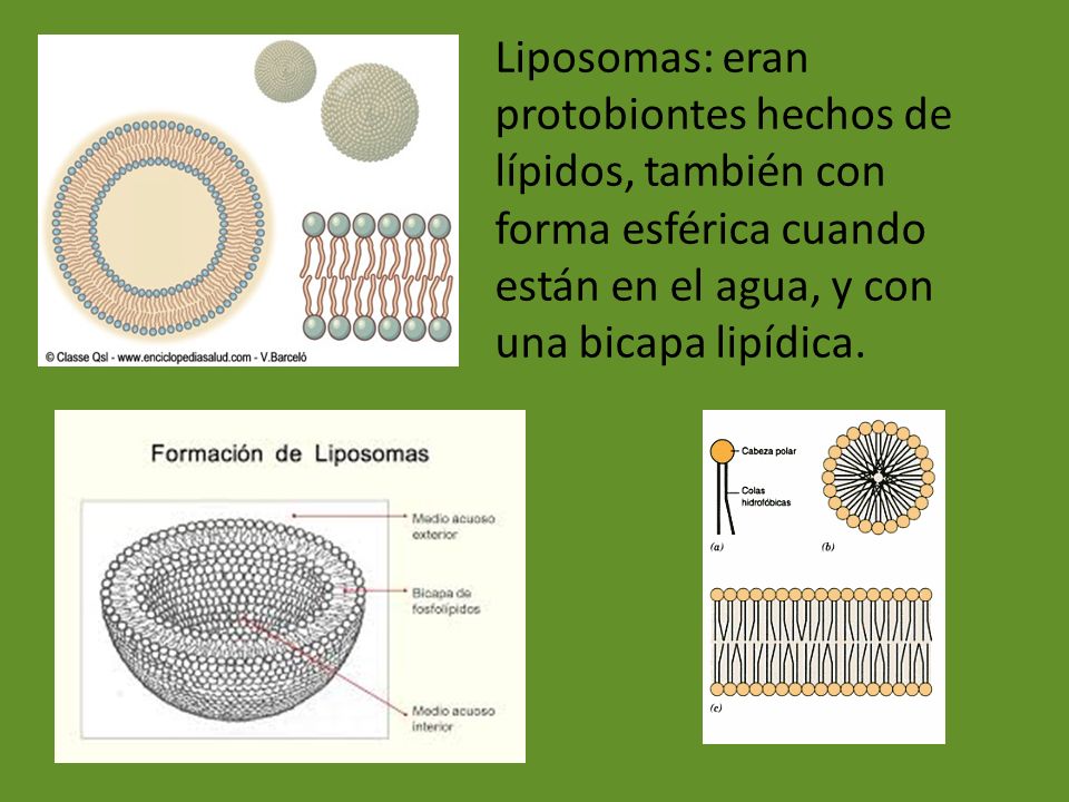Liposomas: eran protobiontes hechos de lípidos, también con forma esférica cuando están en el agua, y con una bicapa lipídica.