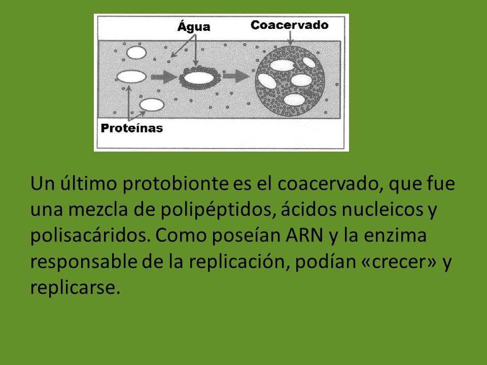 Un último protobionte es el coacervado, que fue una mezcla de polipéptidos, ácidos nucleicos y polisacáridos.