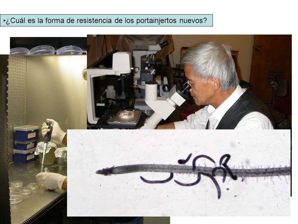 ¿Cuál es la forma de resistencia de los portainjertos nuevos