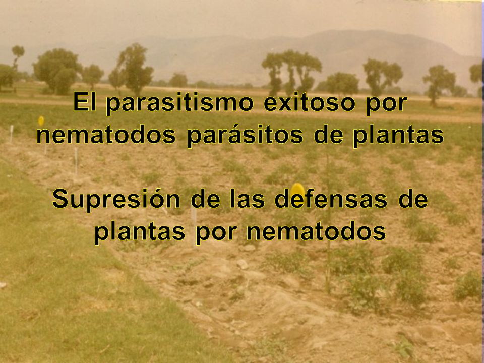El parasitismo exitoso por nematodos parásitos de plantas Supresión de las defensas de plantas por nematodos